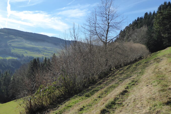 Hecken sind genauso Teil des Inventars wie …