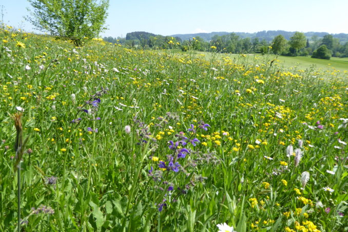 Die blütenreichen Lebensräume liegen teilweise …