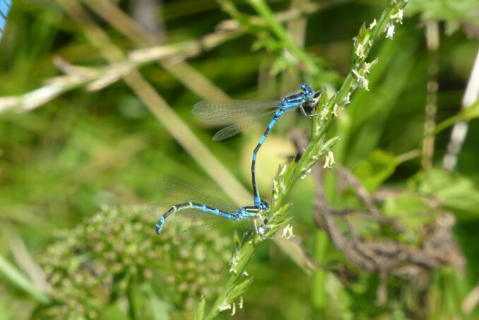 … wie die Gabel-Azurjungfer (Coenagrion scitulum).