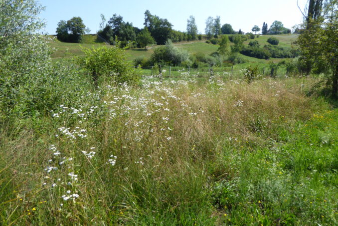 Hier ein Beispiel einer gut vernetzten Landschaft mit Krautsaum, Hecken und Einzelbäumen.