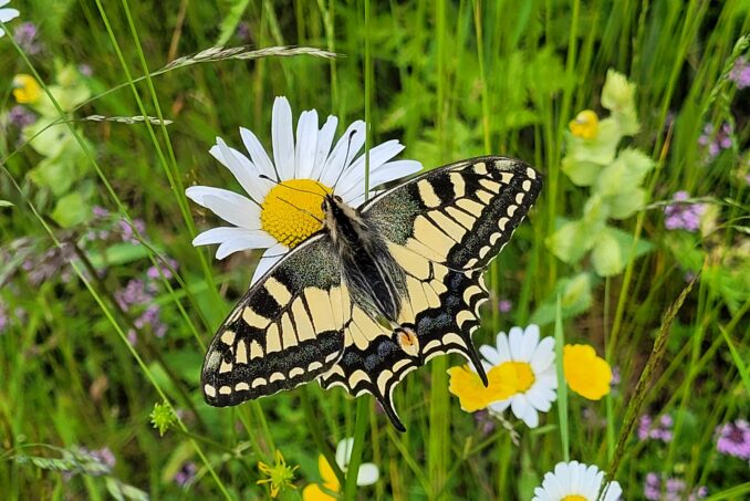 Der Schwalbenschwanz (Papilio machaon) profitiert von spät gemähten Wiesen.