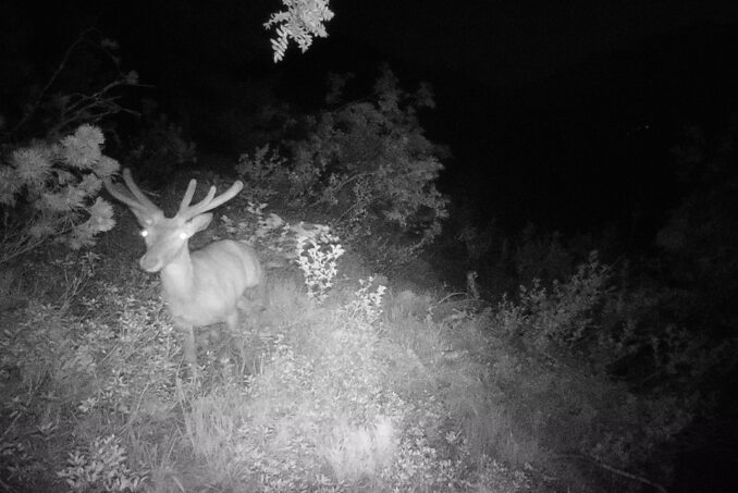 Nachtaufnahme eines Rothirsches (Cervus elaphus) durch eine Wildtierkamera.