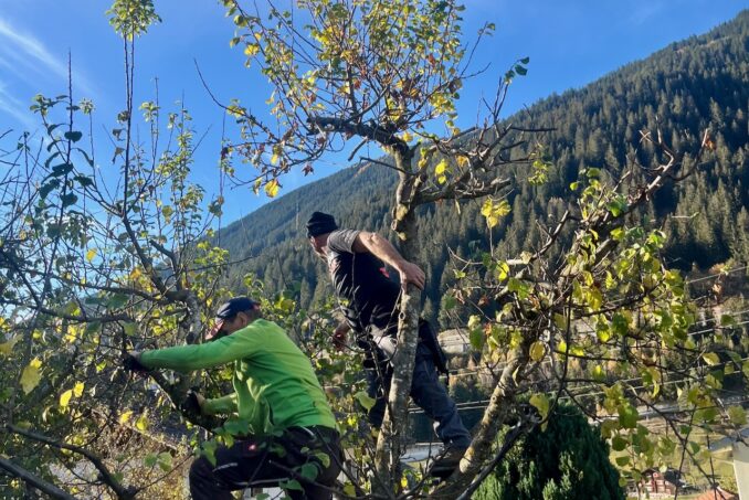 Durch eine sachgemässe, regelmässige Pflege kann die Lebensdauer und auch der Ertrag der Bäume optimiert werden.
