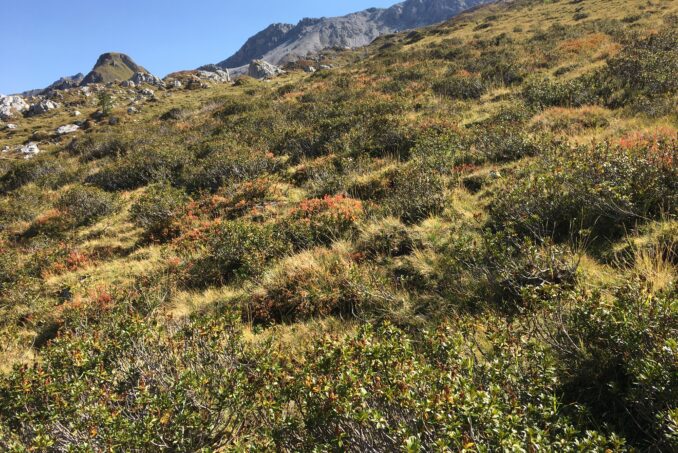 Eine zu starke Verbuschung führt nicht nur zu einer Futter-Einbusse sondern auch zu einem Biodiversitätsverlust.