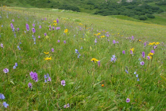 Alpweiden können ja nach Situation ausserordentlich artenreich sein, wie diese Borstgrasweide.
